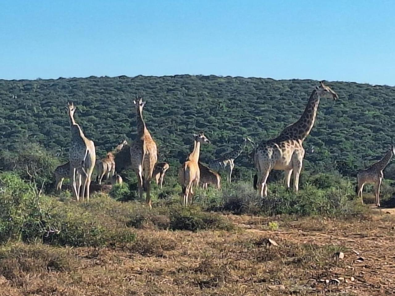 Kudu Ridge Game Lodge Addo Exterior photo